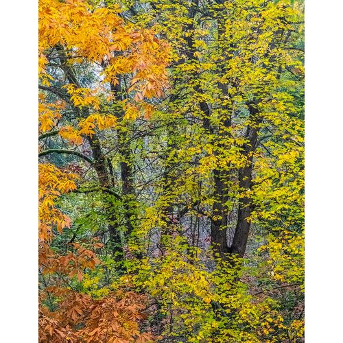 Gulin, Sylvia 아티스트의 USA-Washington State-Easton and fall colors on Big Leaf Maple and Vine Maple작품입니다.